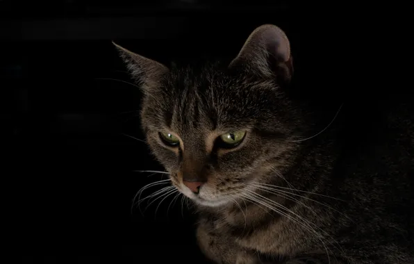 Картинка кот, взгляд, серый, черный фон