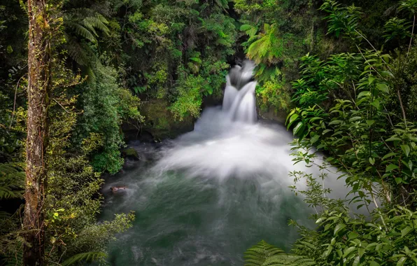 Лес, река, водопад, Новая Зеландия, New Zealand, Okere Falls, Река Кайтуна, Водопад Окере
