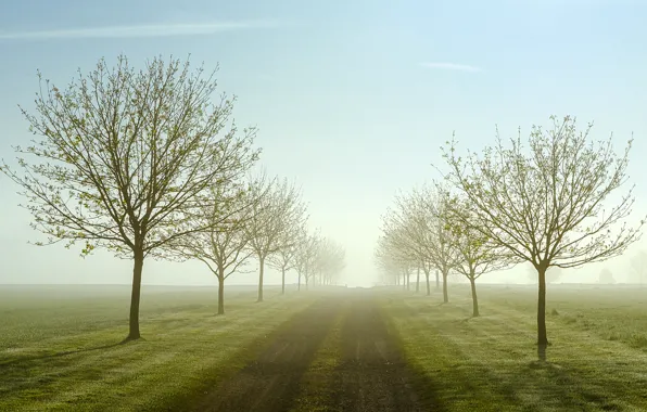 Картинка дорога, деревья, туман, поля, весна, утро