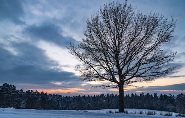 Картинка зима, поле, лес, небо, облака, снег, закат, дерево