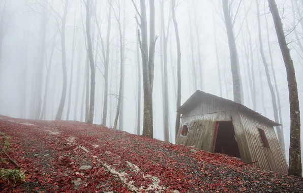 Картинка дорога, лес, туман, дом