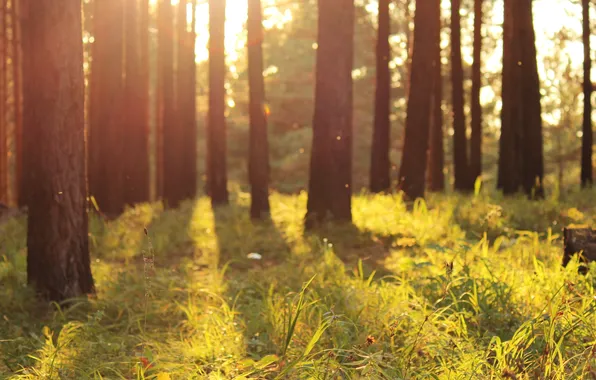 Картинка лес, трава, солнце, свет, природа, блики, боке, bokeh