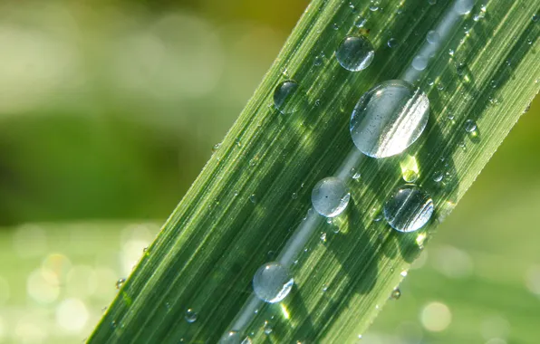 Grass, drops, plant