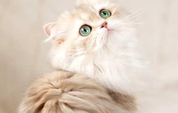 Кошка, взгляд, фон, мордочка, зелёные глаза, пушистая, Британская длинношёрстная кошка, Юлия Зубкова