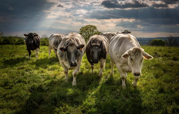 Картинка поле, лето, трава, облака, свет, тучи, природа, коровы