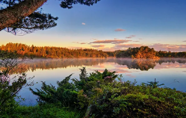 Лес, озеро, отражение, спокойствие, Норвегия, Norway, Rogaland, Tuastadvatnet