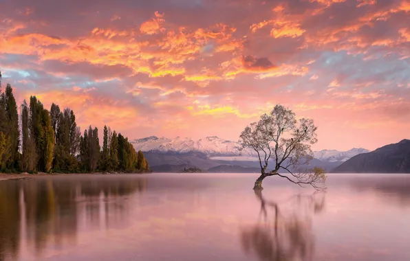 Небо, деревья, закат, озеро, Новая Зеландия, New Zealand, Lake Wanaka