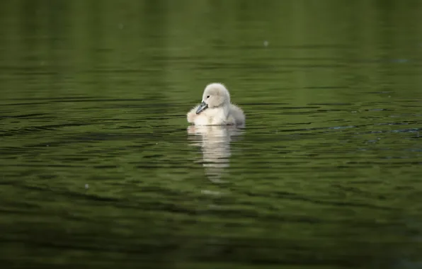 Вода, отражение, птица, один, малыш, лебедь, птенец, водоем