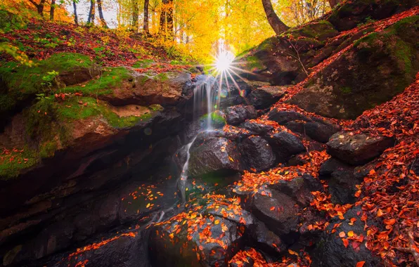 Картинка осень, лес, листья, солнце, лучи, деревья, природа, ручей