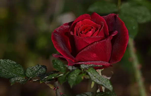 Картинка листья, капли, цветы, ветки, красный, розы, боке