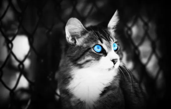 Картинка кошка, глаза, фон