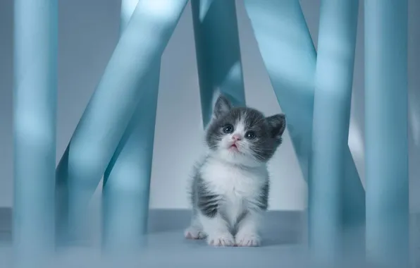 Кошка, взгляд, свет, котенок, малыш, мордочка, колонны, сидит