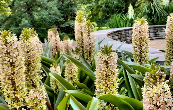 Fred Fletcher Park, Raleigh NC, Pineapple Lilly