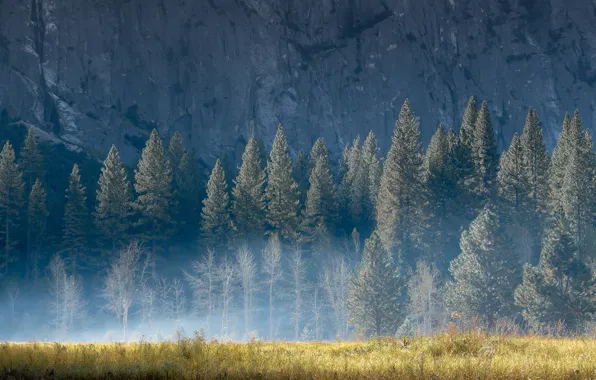 Картинка лето, трава, свет, деревья, природа, туман, скала, гора