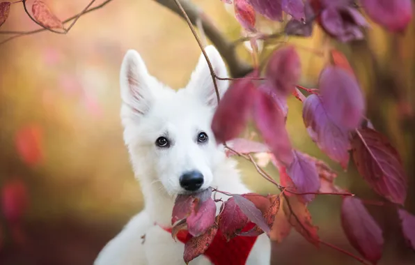 Картинка осень, взгляд, листья, ветки, собака, щенок, белая, мордашка