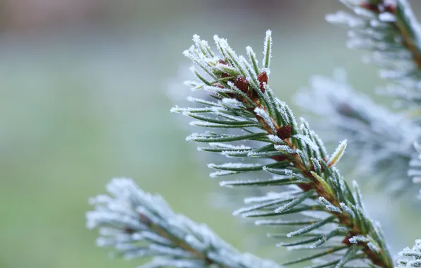 Winter, spruce, twig, hoarfrost