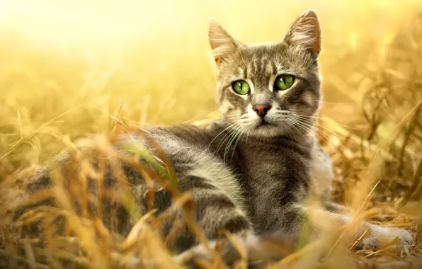 Кошка, трава, кот, взгляд, свет, природа, поза, фон