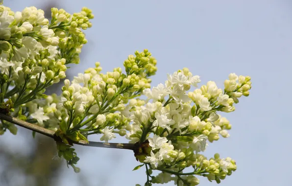 White, flower, lilac