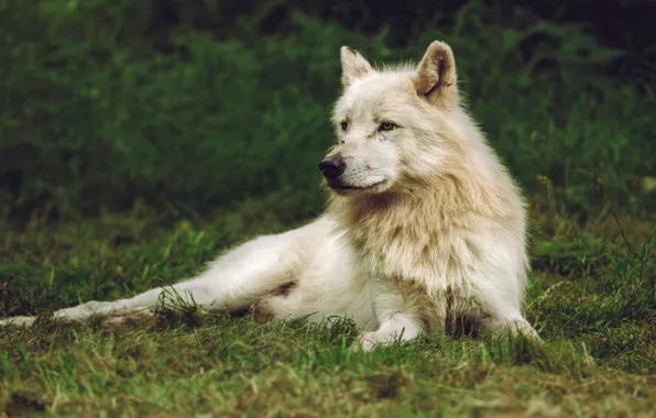 Nature, predator, animal, wolf, wildlife, portrait, portrait., Canis lupus. face