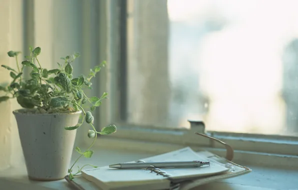 Картинка цветок, свет, растение, окно, день, ручка, блокнот, записная книжка