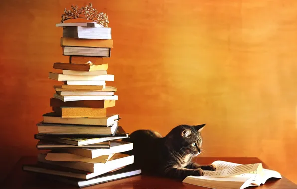Картинка осень, кот, оранжевый, стол, серый, стена, книги, гора