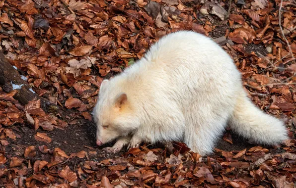 Осень, енот, autumn, альбинос, albino, racoon, marcel kessler