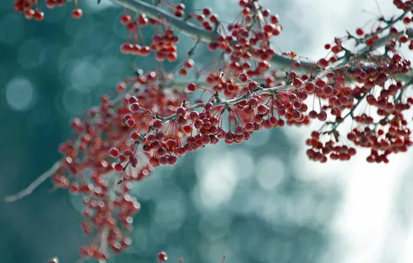 Макро, природа, ягоды