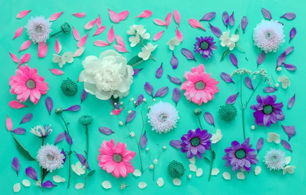 Цветы, фон, лепестки, хризантемы