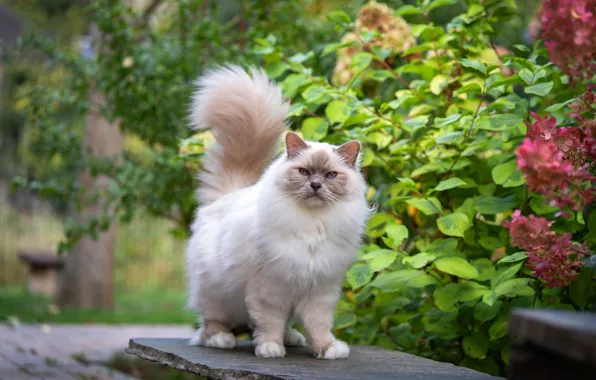 Кошка, кот, взгляд, листья, цветы, ветки, поза, сад