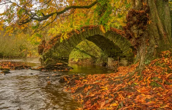 Осень, деревья, мост, река, Ирландия, Ireland, опавшие листья, River Boyne