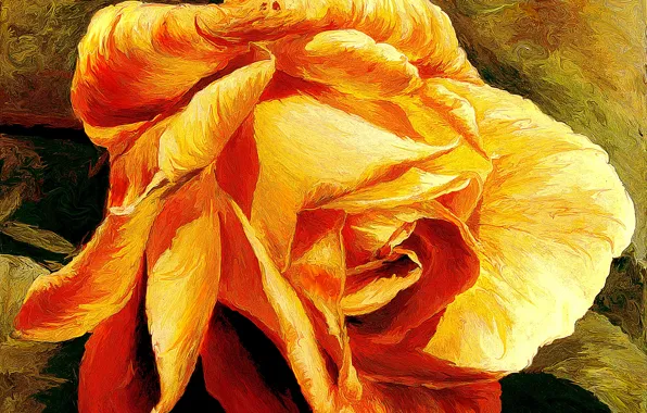 Роза, golden, rose, желтая, золотая, xsereneix