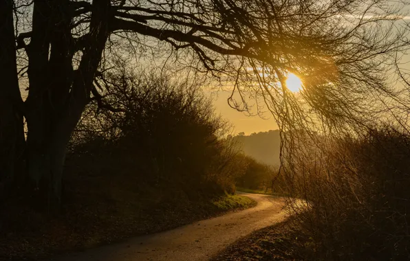 Картинка дорога, осень, небо, солнце, свет, деревья, закат, ветки