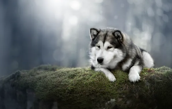 Картинка фон, мох, собака, Аляскинский Маламут