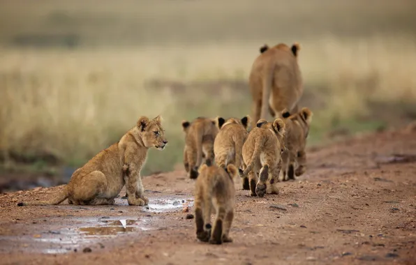 Картинка природа, Африка, львы