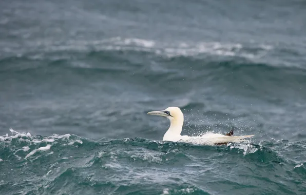 Картинка waves, sea, bird, wildlife, gannet
