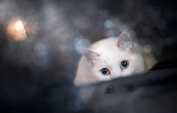 Кошка, белый, кот, взгляд, поза, отражение, темный фон, ткань