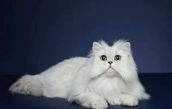 Кошка, белый, кот, взгляд, поза, пушистый, лежит, мордашка