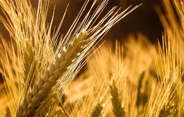 Картинка пшеница, колос, макро природа