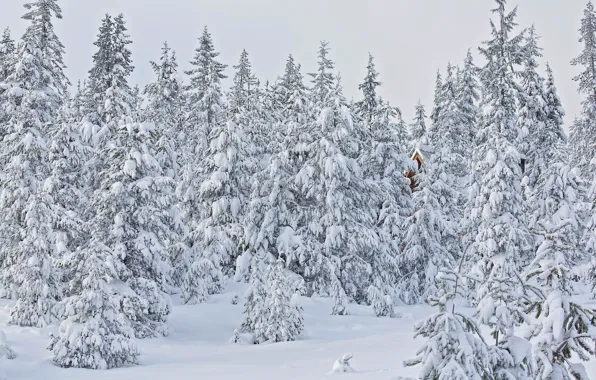 Зима, лес, снег, деревья, ели, Орегон, Oregon