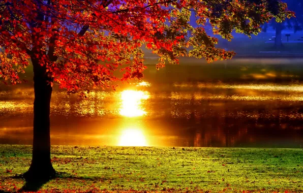 Осень, пруд, парк, отражение, дерево