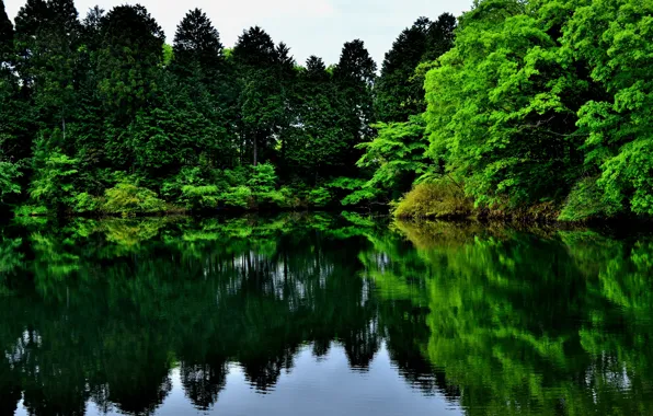 Зелень, деревья, природа, озеро, отражение