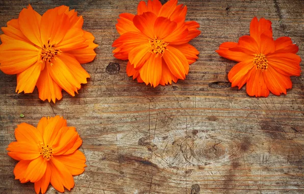 Цветы, лепестки, оранжевые, оранжевые цветы