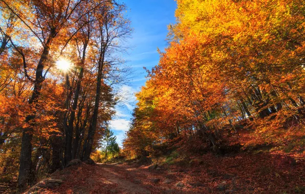 Осень, лес, деревья, Болгария, Bulgaria, Plovdiv, Borovo, Борово
