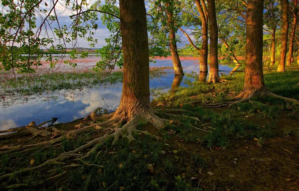 Лес, свет, деревья, ветки, корни, стволы, берег, водоем
