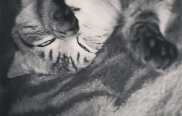 Кот, лицо, лапы, спит, лежит, красава, КОТЭ, закрывает