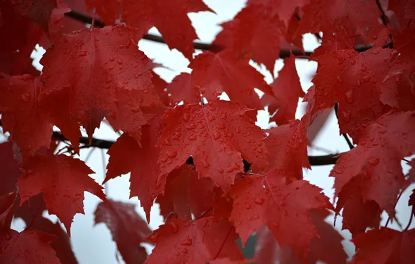 Осень, листья, вода, капли, роса, дождь, клен