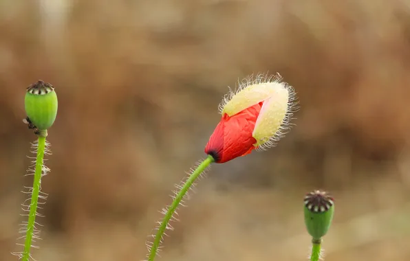 Red, flower, poppy