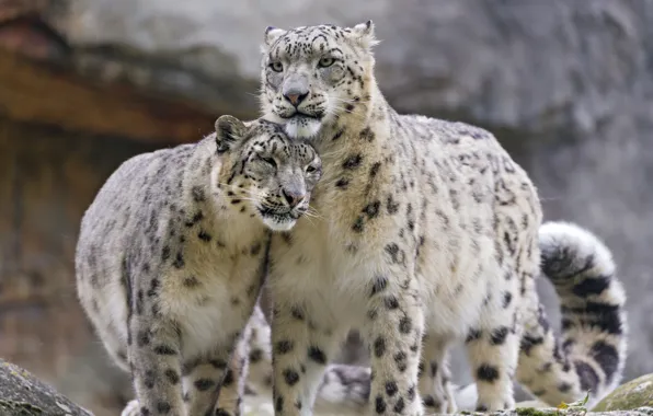 Кошка, пара, ирбис, снежный барс, ©Tambako The Jaguar