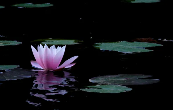 Nature, water, flowers, leaves, Water lily