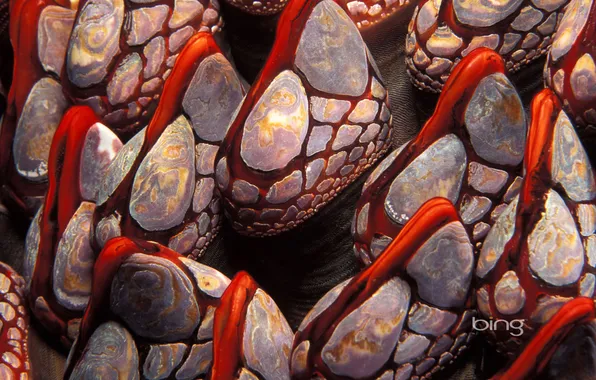 Картинка моллюск, раковина, Канада, ракушки, Британская Колумбия